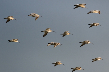 Een vlucht wulpen (1)