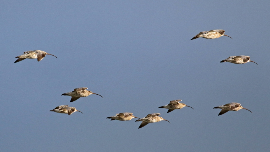 Een vlucht wulpen (2) - Vogels - 