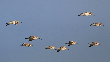 Een vlucht wulpen (2)