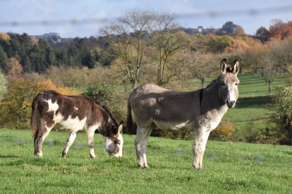 Ezeltjes - Zoogdieren - 