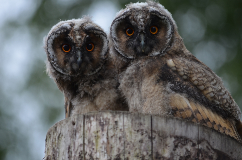 Fixerende ransuiltjes - Vogels - Ransuil