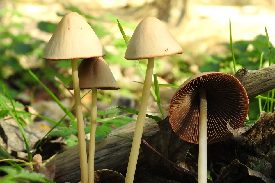 Fraaie hoedjes - Schimmels - Franjehoed