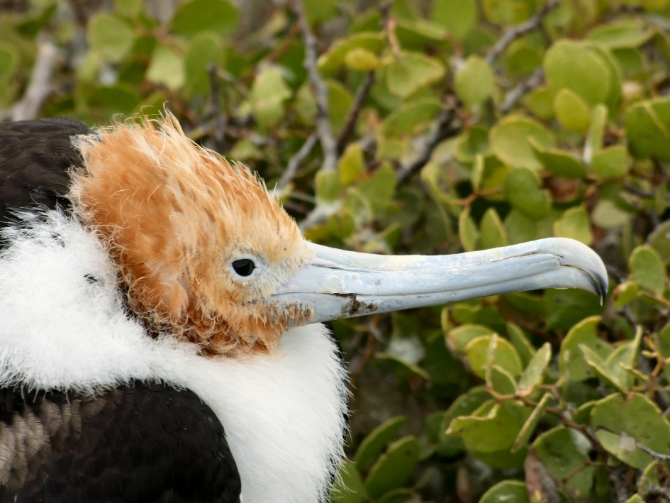Fregatvogel (jong) - Vogels - 