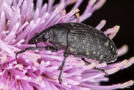 Gegroefde lapsnuitkevers