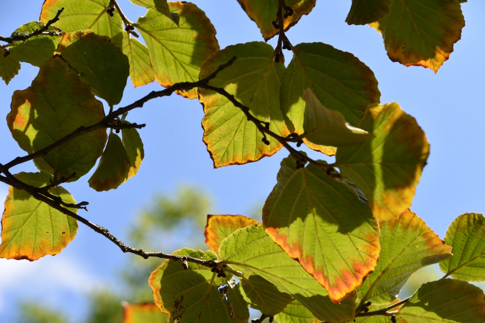 Gekleurd blad - Planten - 