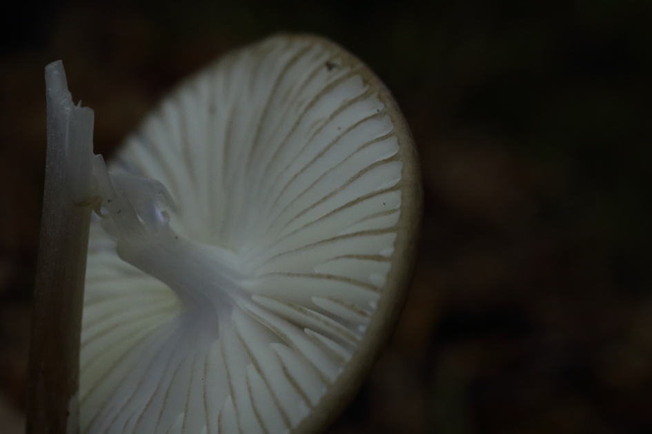 geknakt - Schimmels - 