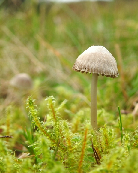 Geknipt met de kartelschaar
