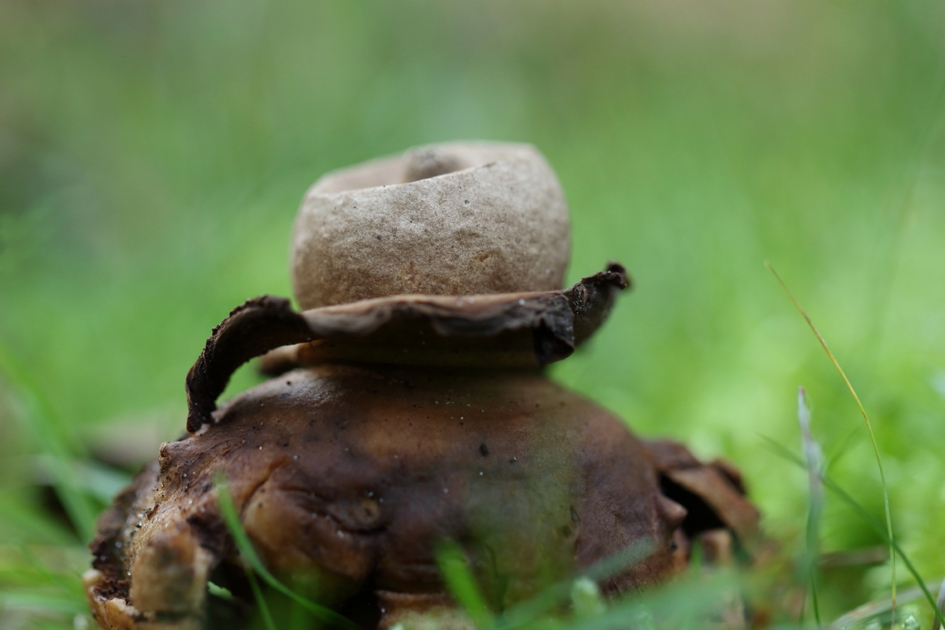 gekraagde aardster - Schimmels - 