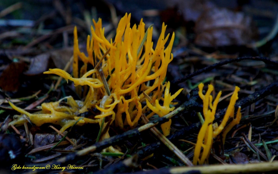 Gele kleverige Koraalzwam - Schimmels - Gele kleverige Koraalzwam