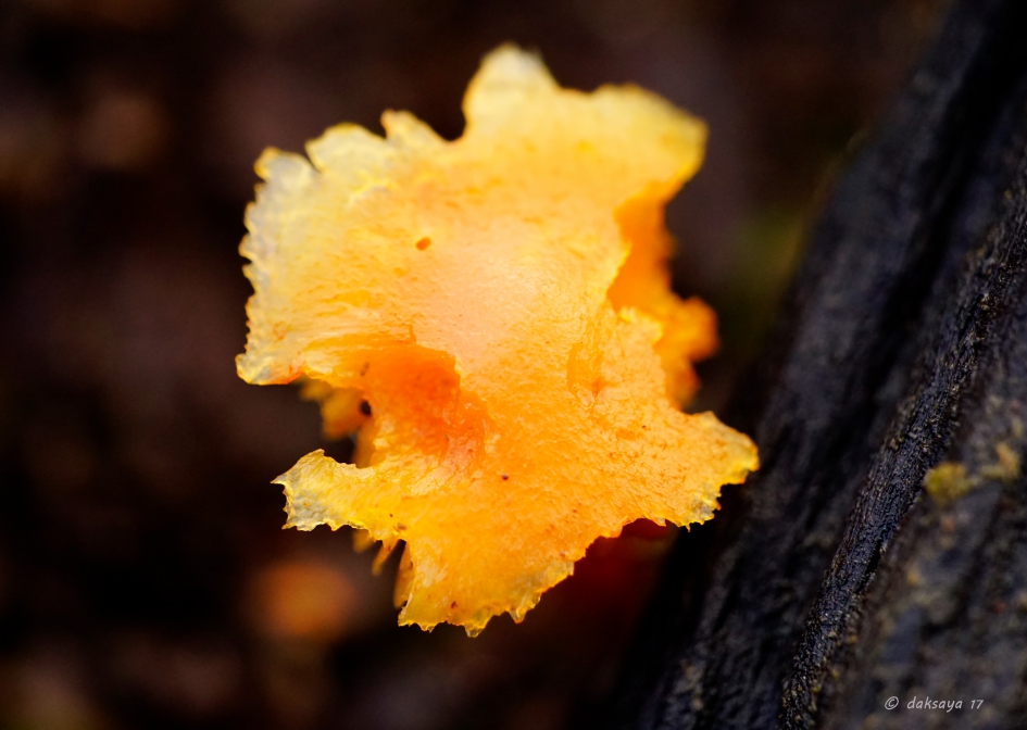 Gele zwam - Schimmels - 