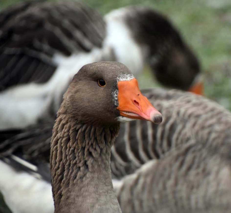 Gemeentegans - Vogels - 