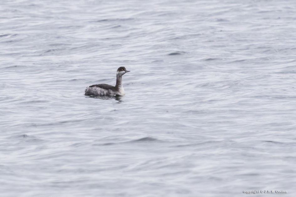 Geoorde Fuut - Vogels - Geoorde fuut