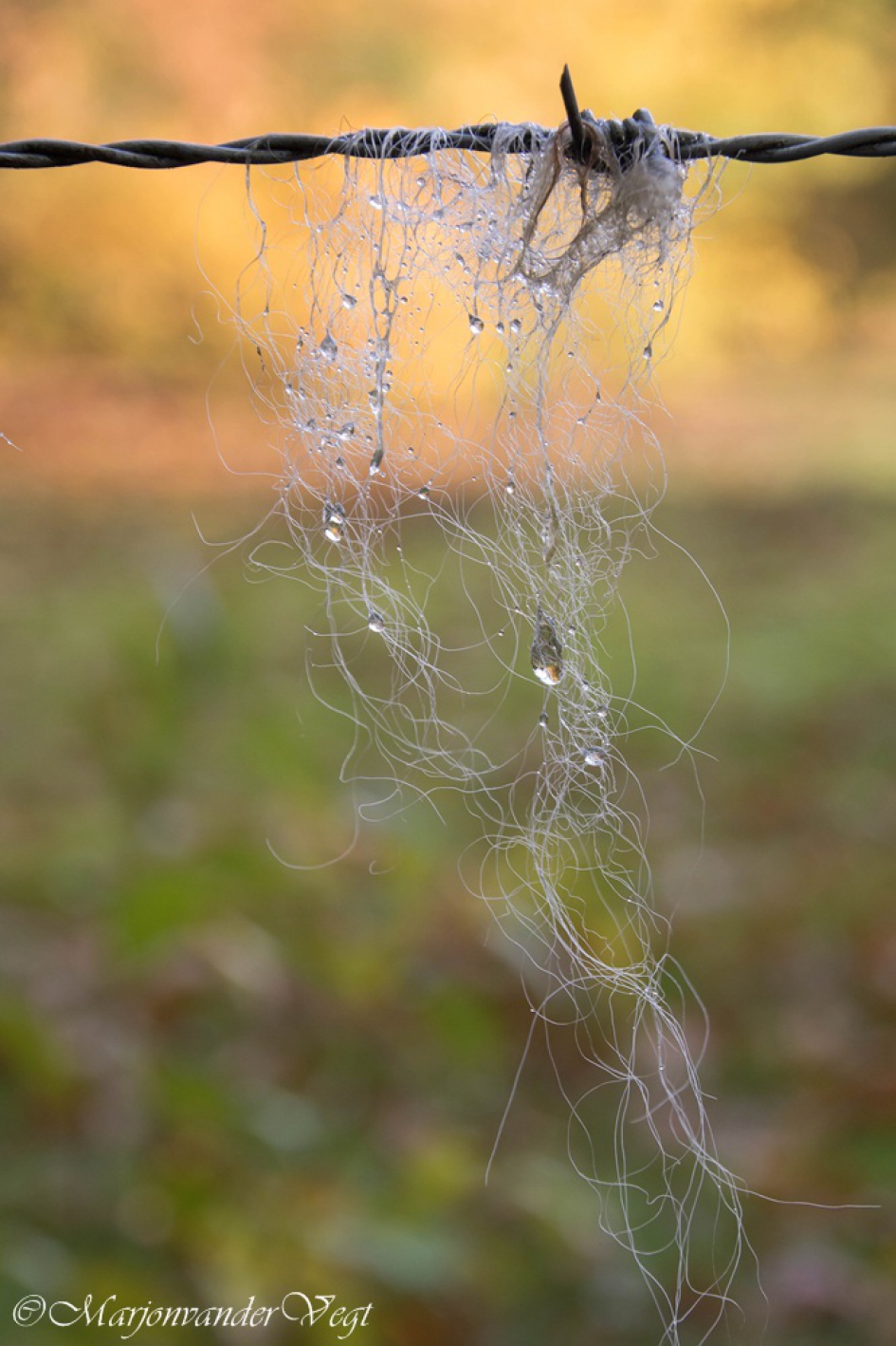 Geregen tranen - Weer en landschap - Wol