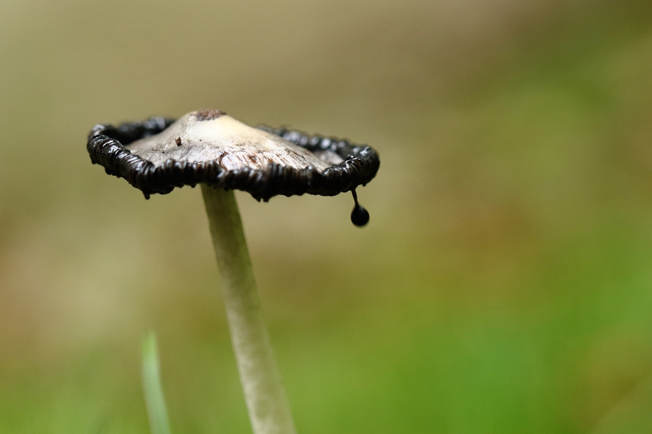 geschubde inktzwam - Schimmels - 