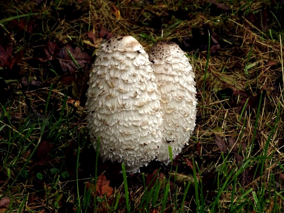 Geschubde Inktzwam - Schimmels - Geschubde Inktzwam