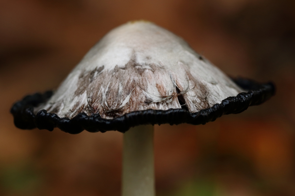 geschubde inktzwam - Schimmels - 