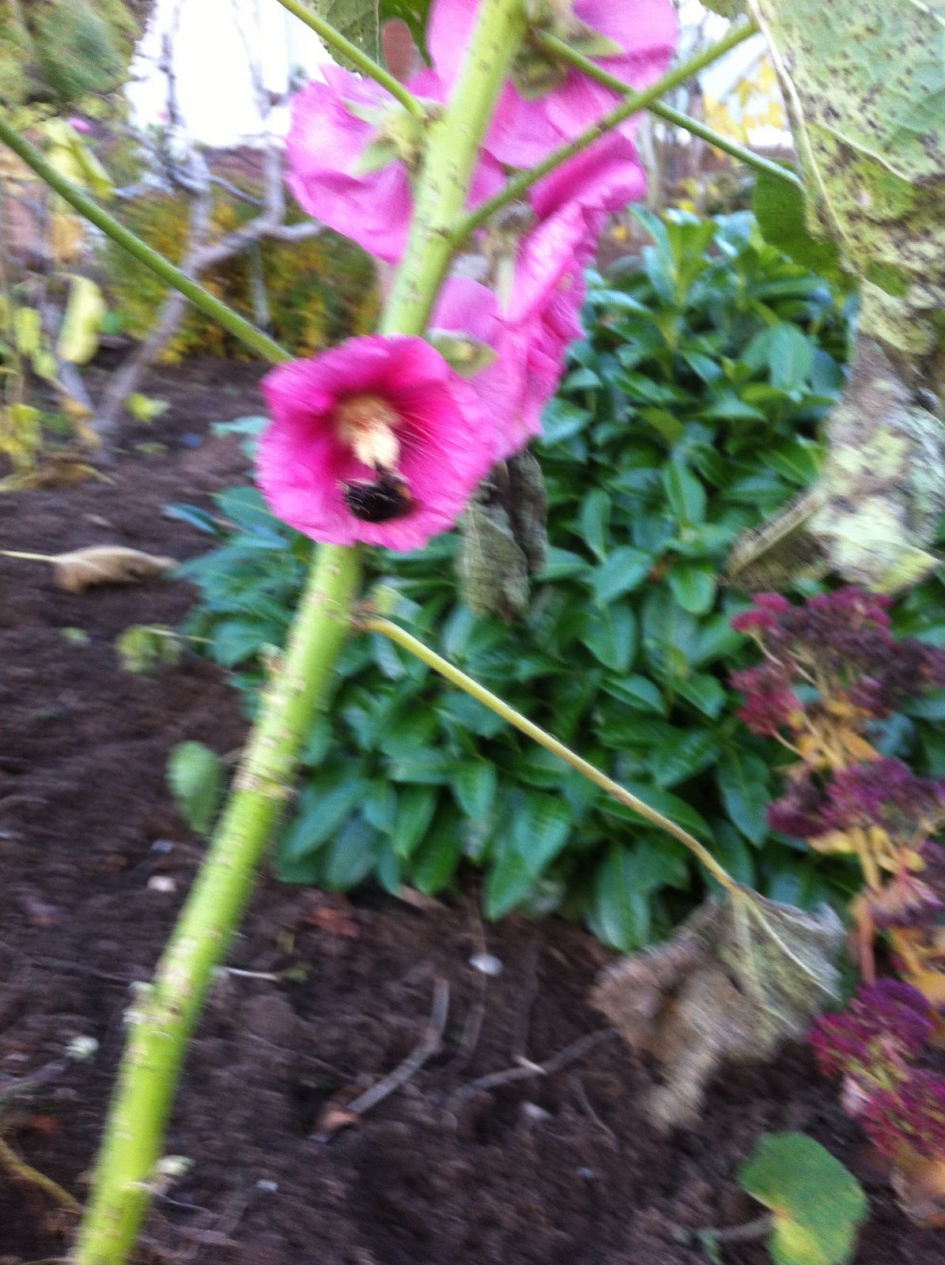 Gespot 22 november 2017 - Planten - Stokroos en hommel