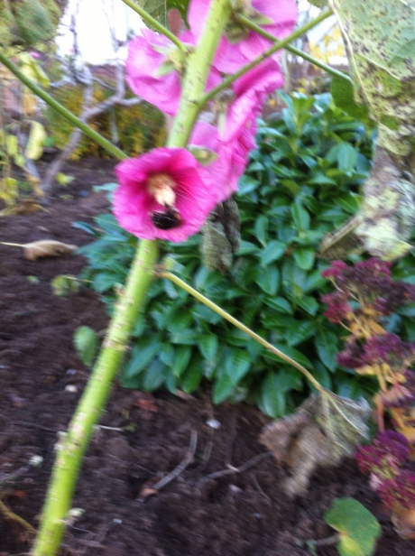 Gespot 22 november 2017