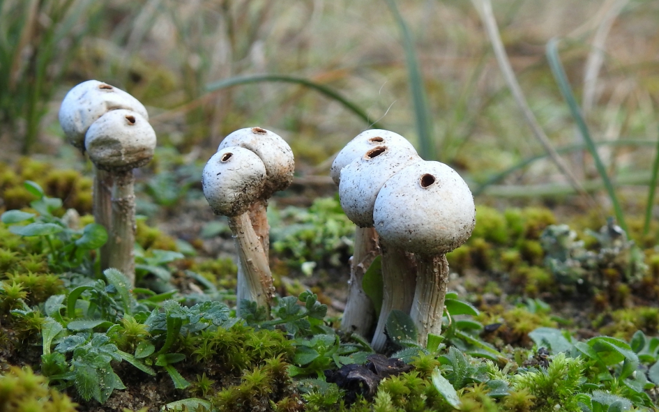 Gesteelde stuifballetjes - Schimmels - Gesteelde stuifbal