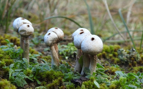 Gesteelde stuifballetjes