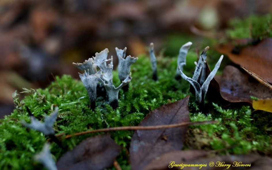Geweizwammetjes - Schimmels - Geweizwammetjes