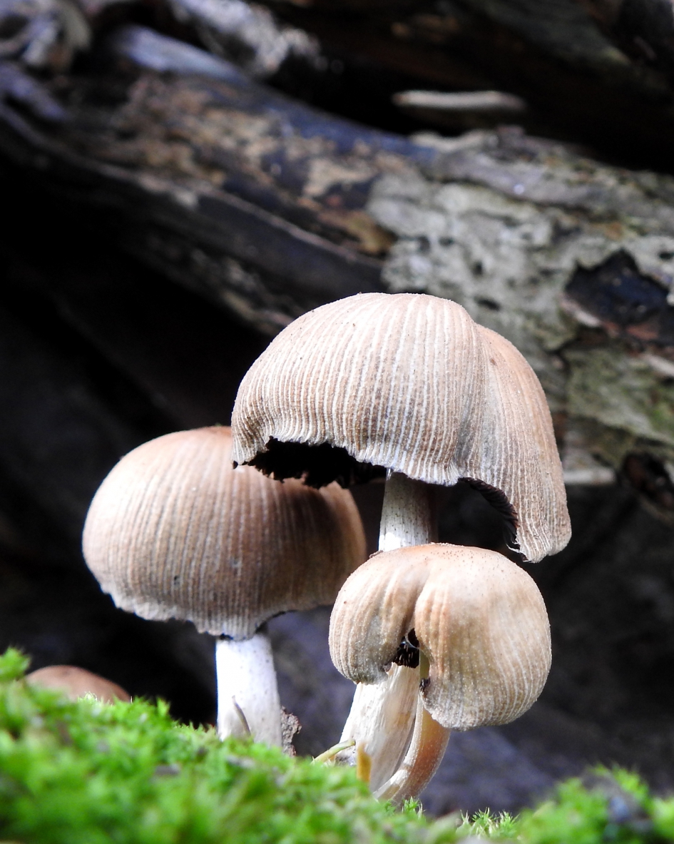 Gewone jongens - Schimmels - Gewone glimmerinktzwam