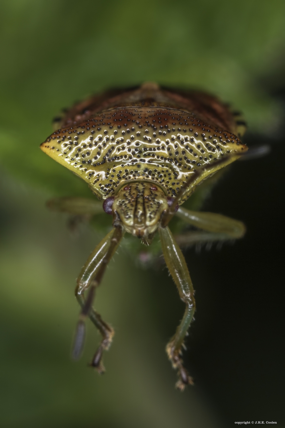 Gewone kielwants - Geleedpotigen - Gewone kielwants