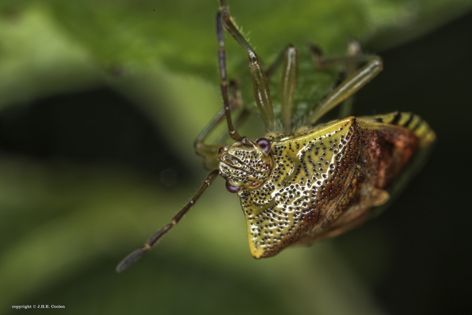 Gewone kielwants - Geleedpotigen - Gewone kielwants