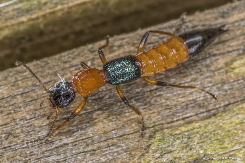 Gewone oeverkortschildkever - Geleedpotigen - Gewone oeverkortschildkever