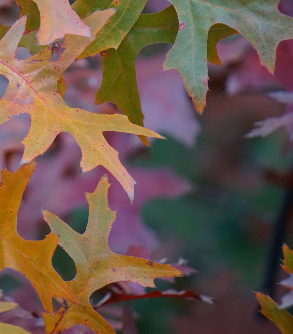 Gewoon lekkere kleurtjes - Planten - 