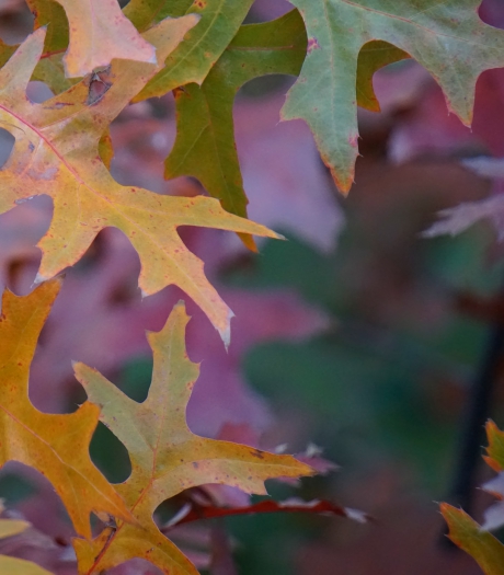 Gewoon lekkere kleurtjes