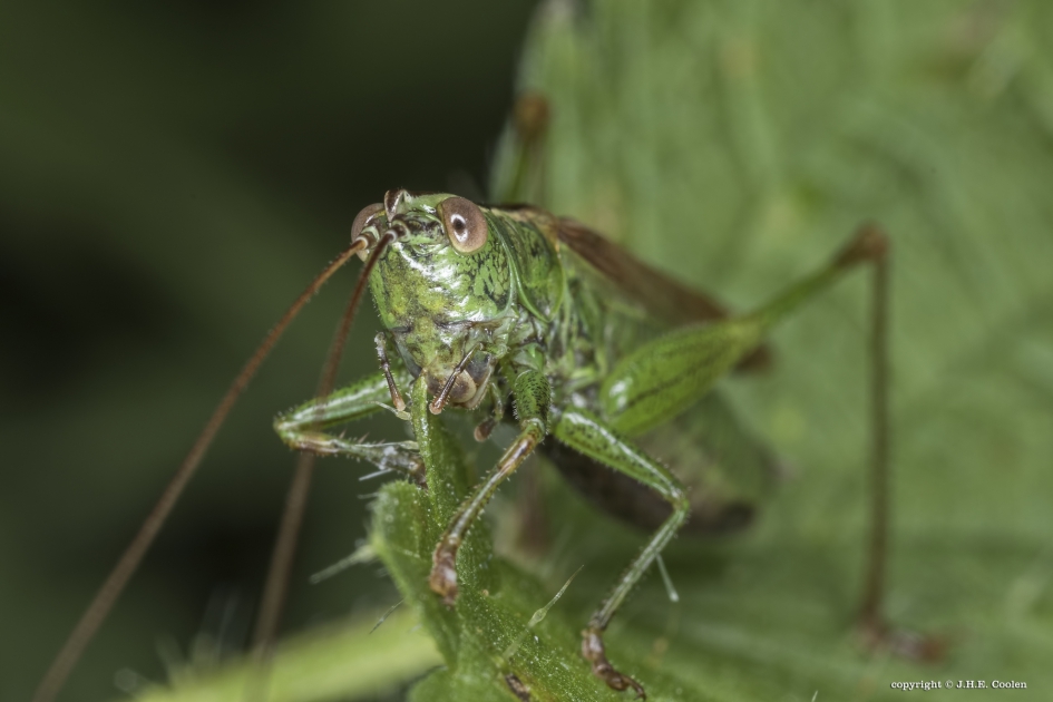 Gewoon spitskopje - Geleedpotigen - Gewoon spitskopje