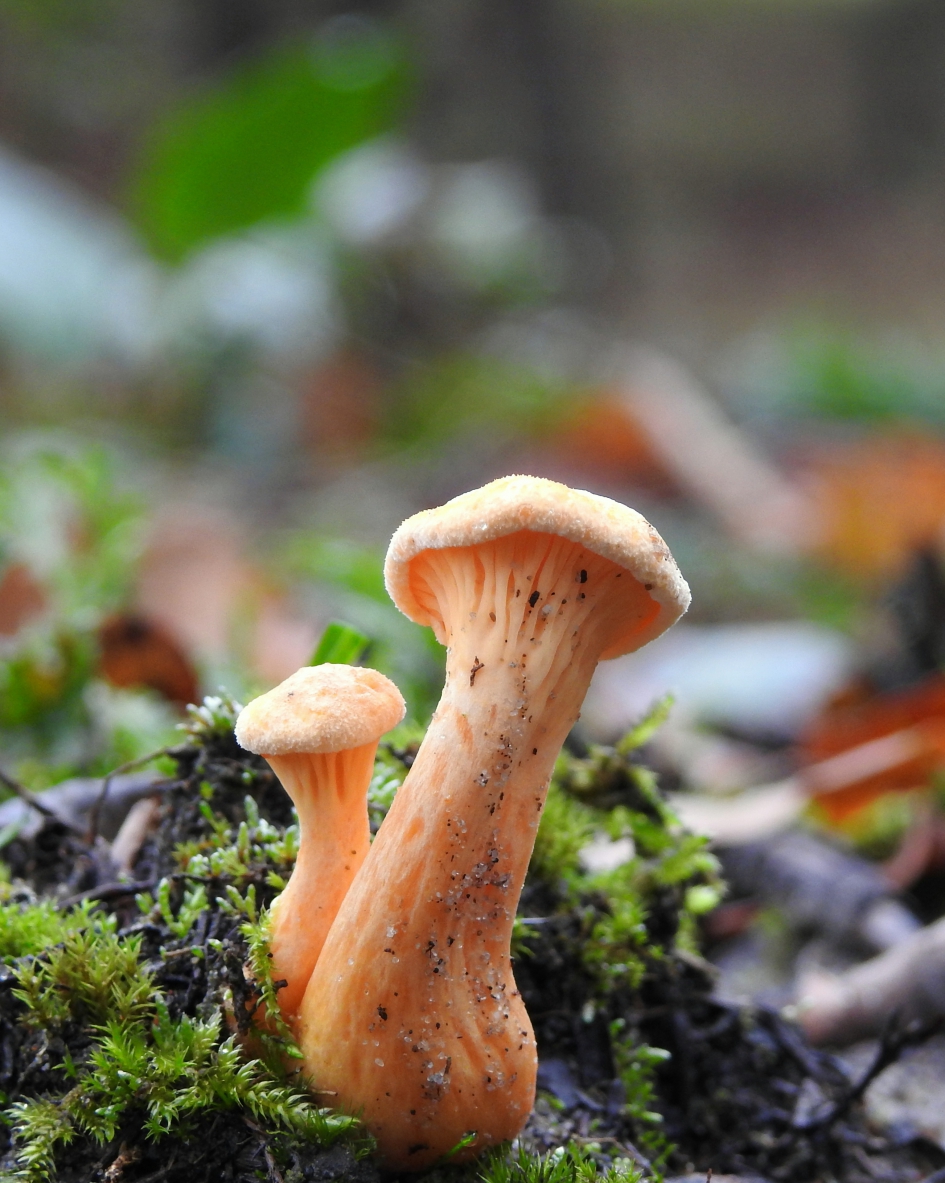 Grappig stel - Schimmels - 