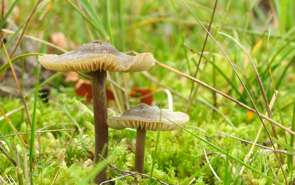 Grauw ??! - Schimmels - Grauwe wasplaat