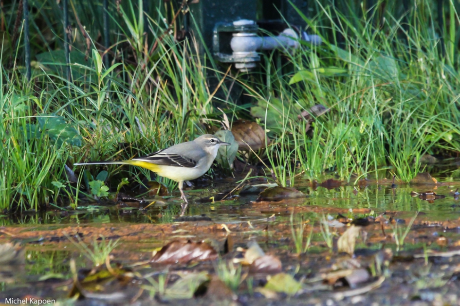 Grote gele kwikstaart, een mooie winterse stadsvogel - Vogels - grote gele kwikstaart