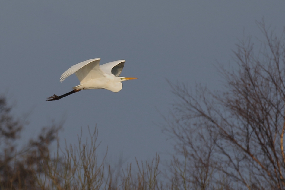 grote zilverreiger - Vogels - 