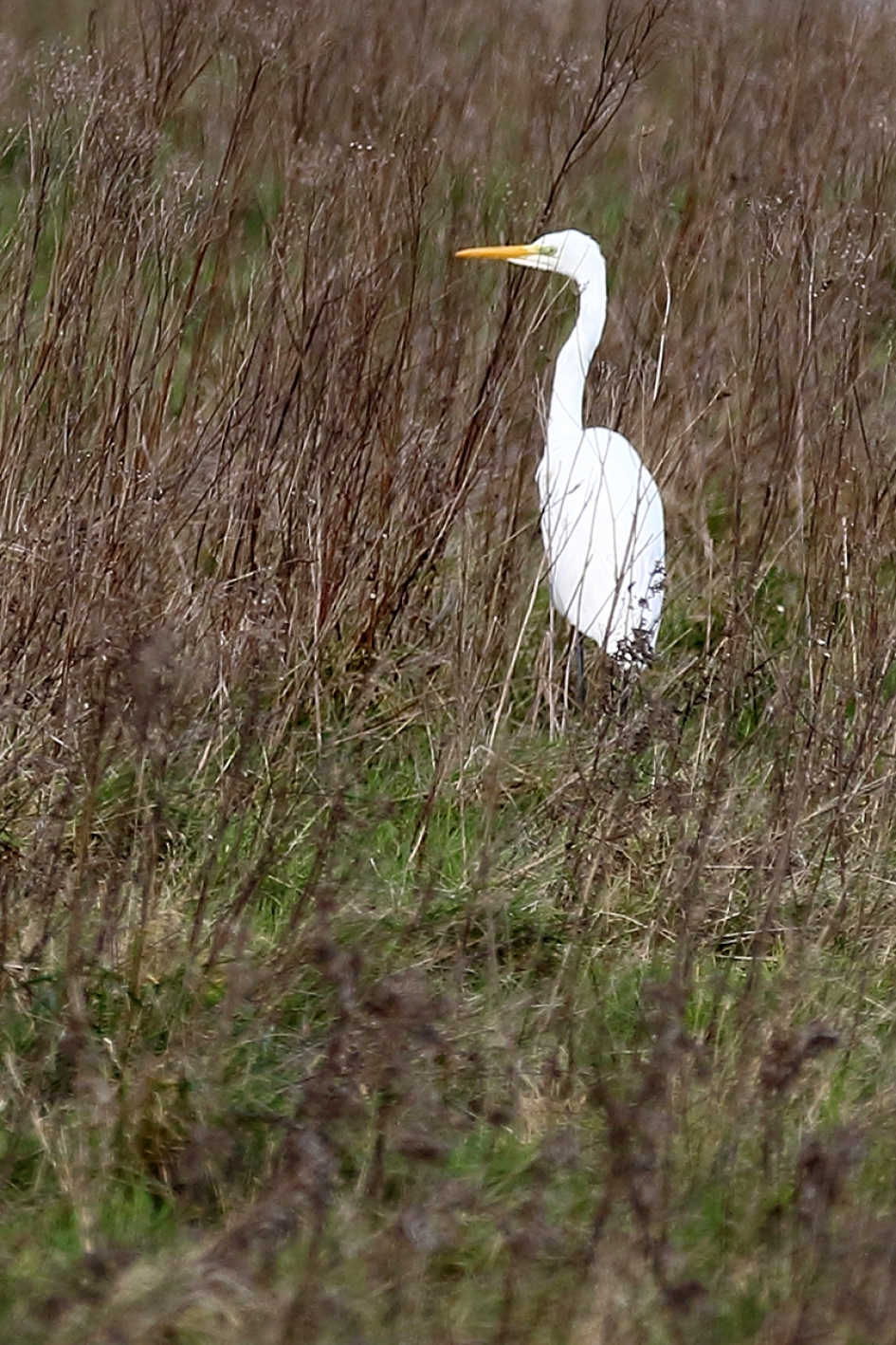 grote zilverreiger - Vogels - 