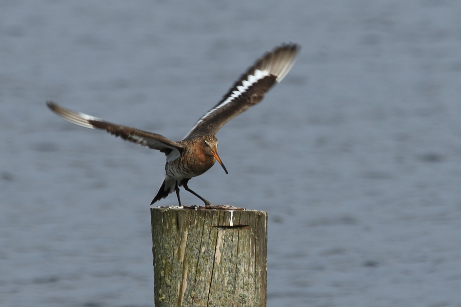 grutto - Vogels - 