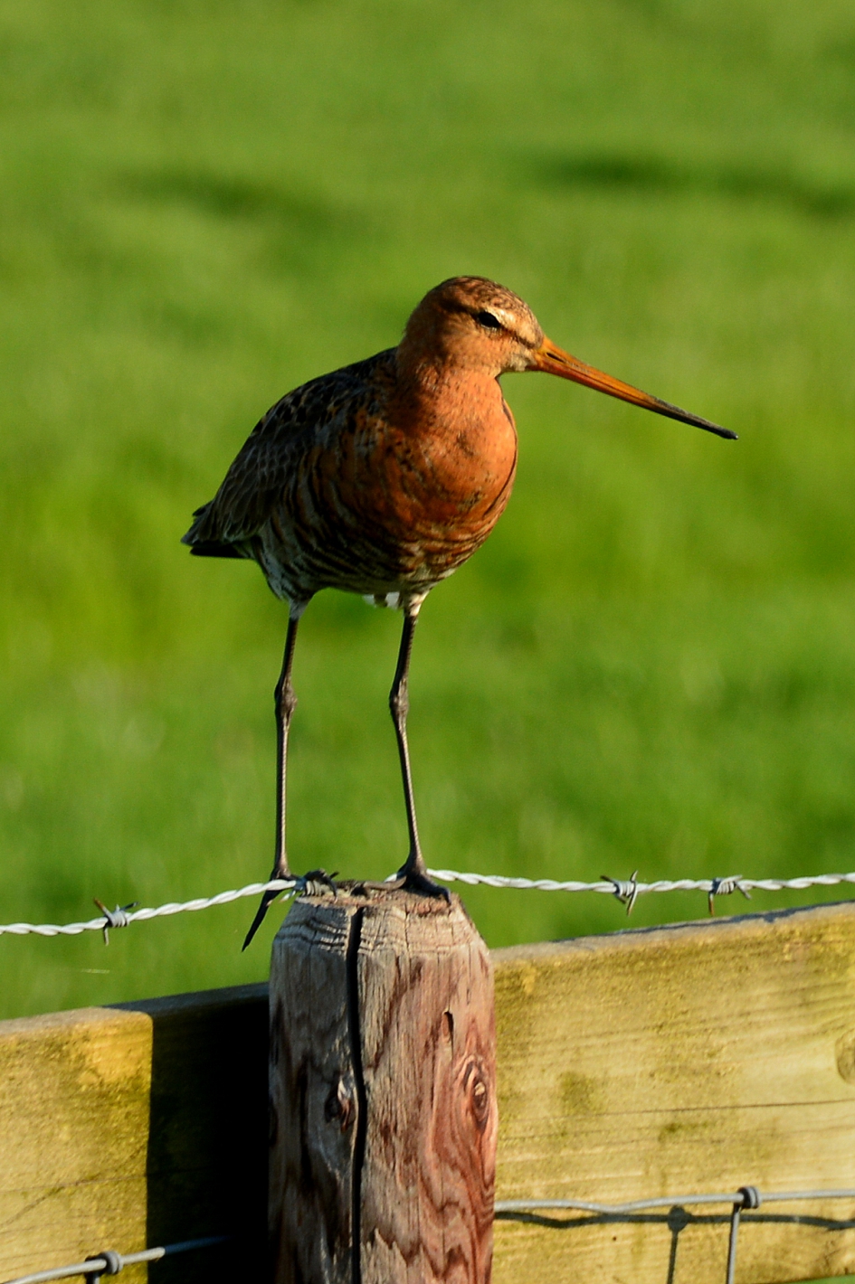 Grutto - Vogels - Grutto
