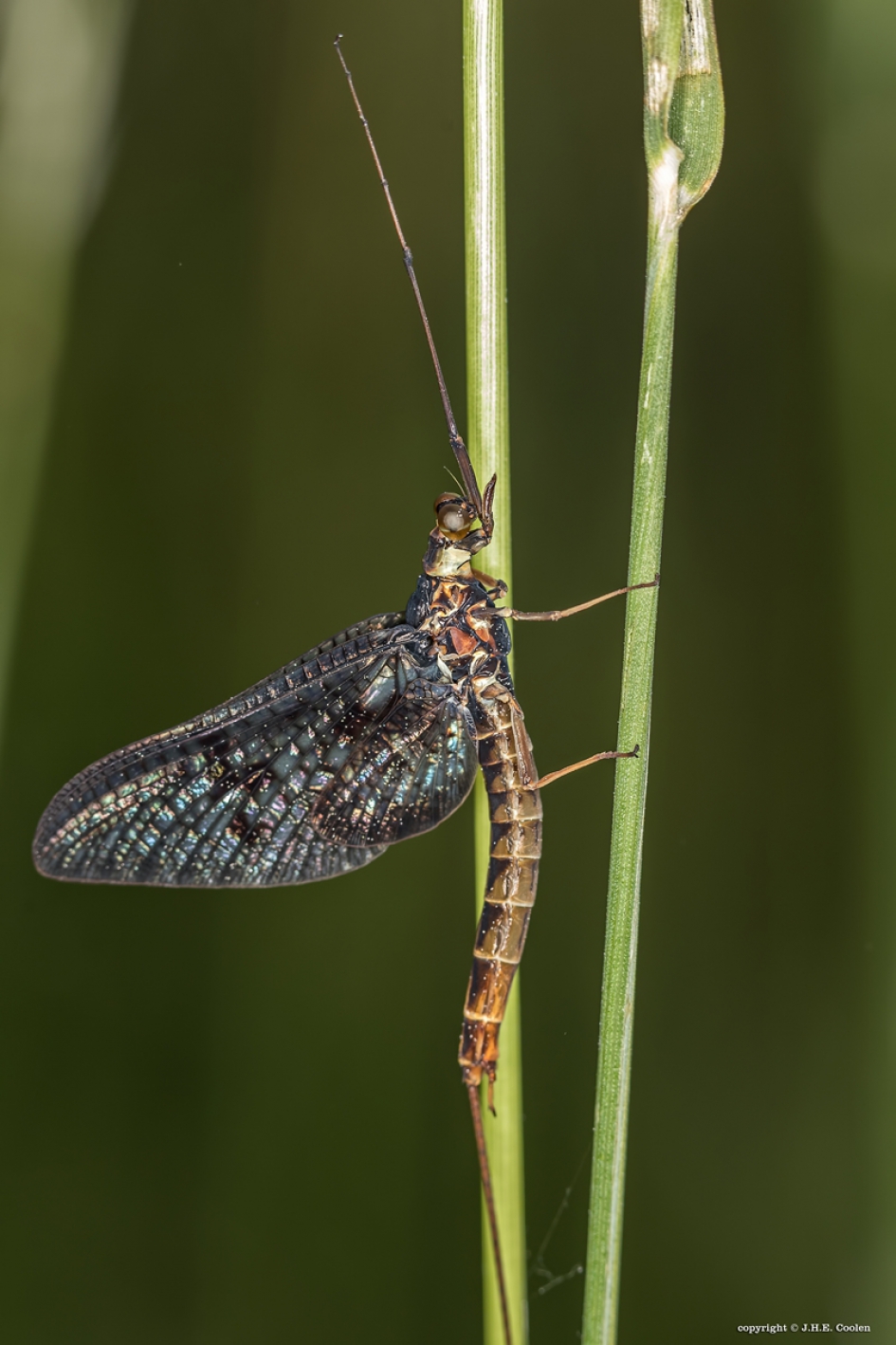 Haft - Geleedpotigen - Haft