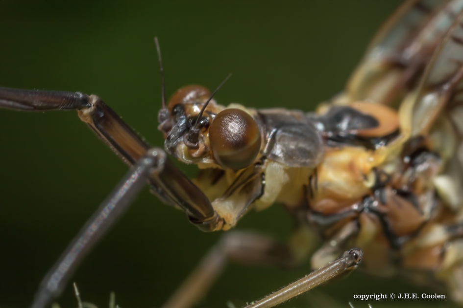 Haft - Geleedpotigen - Haft