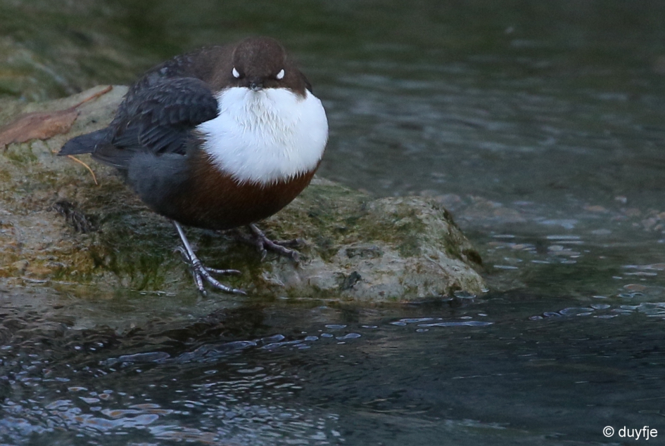 halloween is al voorbij hoor! - Vogels - Waterspreeuw