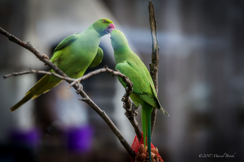Halsbandparkieten - Vogels - Halsbandparkiet