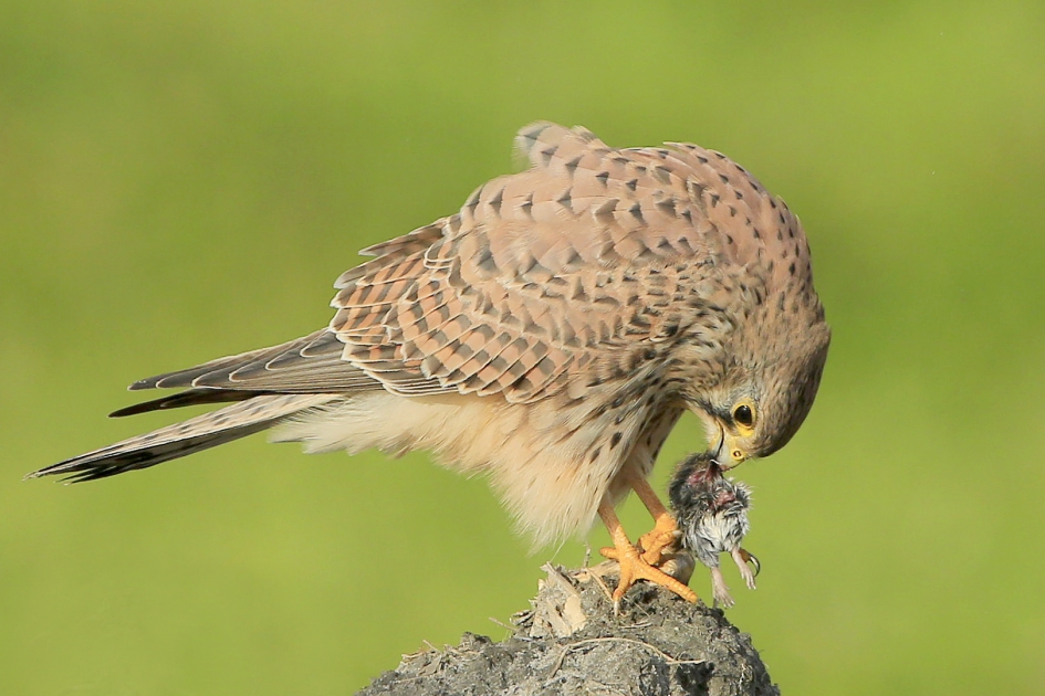 Hangende pootjes ... - Vogels - Torenvalk