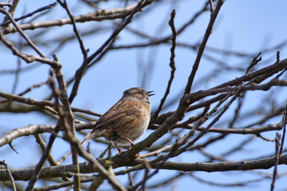 Heggenmus - Vogels - 