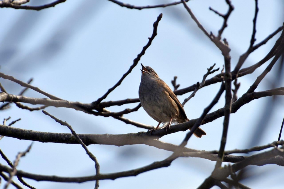 Heggenmus - Vogels - 