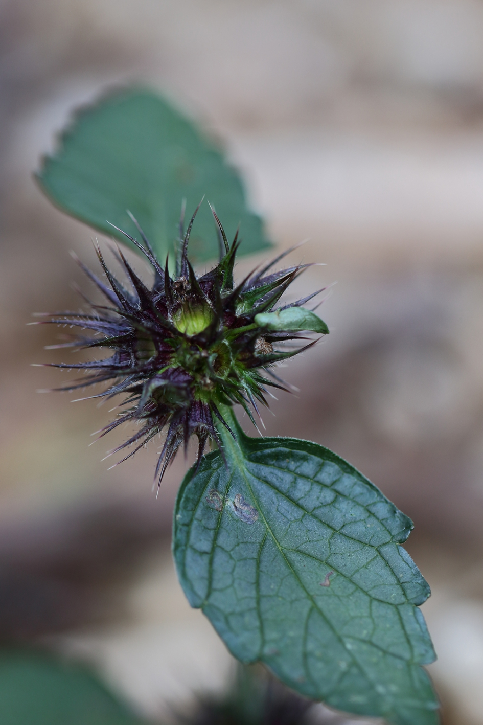 hennepnetel - Planten - 