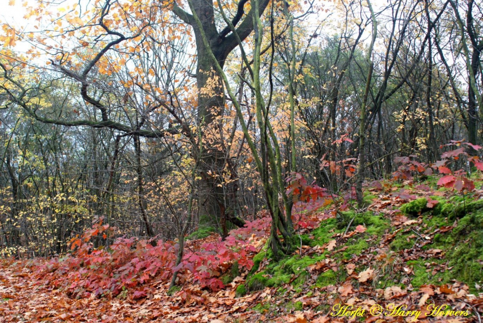 Herfst - Weer en landschap - 