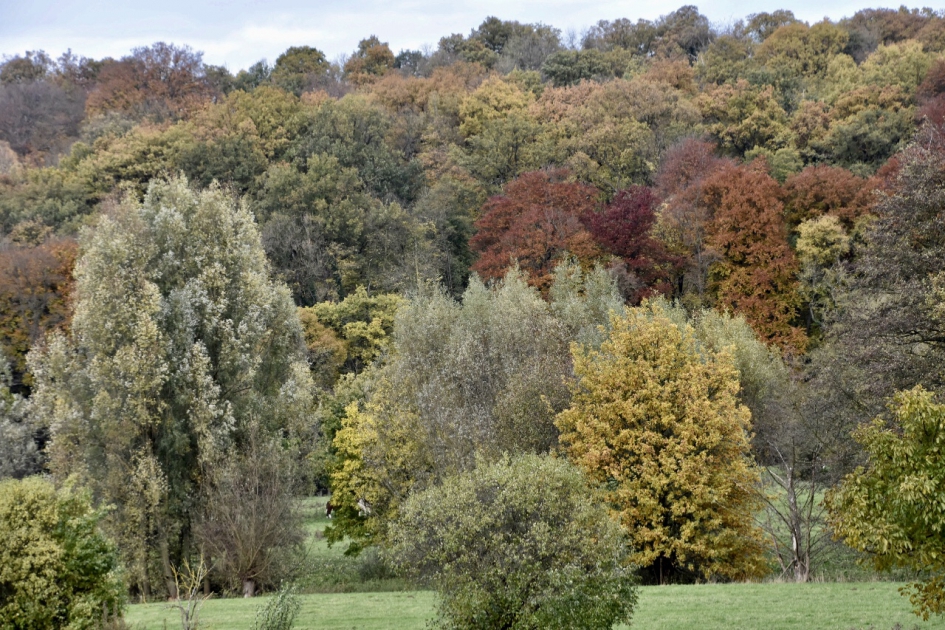 Herfst - Planten - 