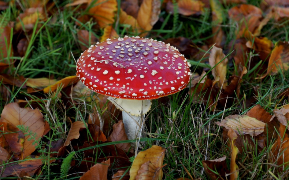 Herfst in Oisterwijk - Vliegenzwam - Schimmels - Vliegenzwam